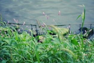 青青河边草,探寻自然之美与人生哲理