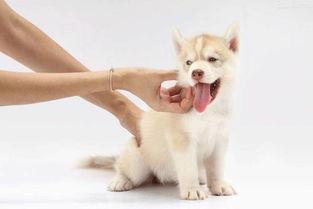 小狗小心肝,忠诚与勇气的守护者